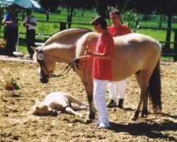 broodmare Locca (Fjord Horse, 1993, from Jon Halsnæs)