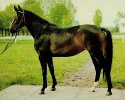 horse Pera (Noble Warmblood,  , from Adept 2602)