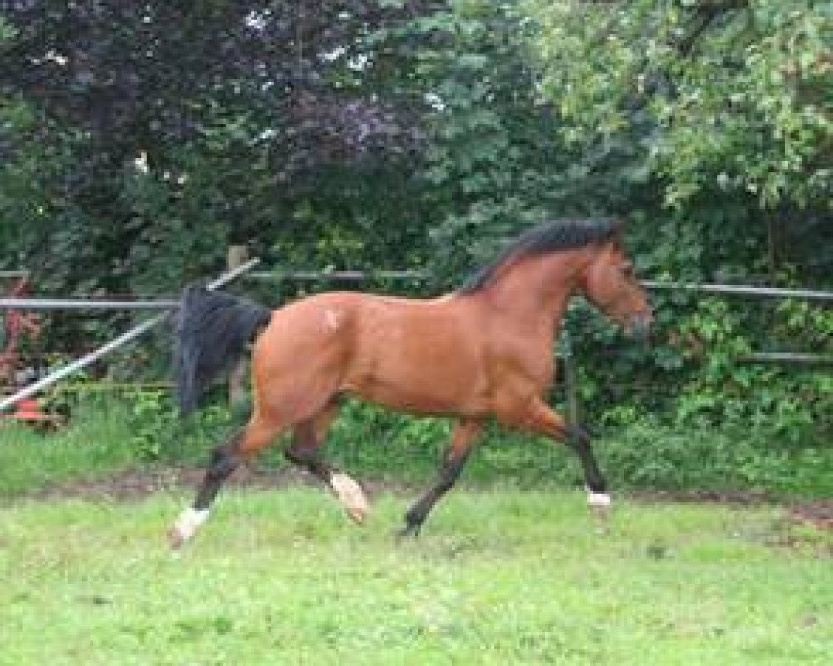 stallion Neckar (Freiberger, 1996, from Nepal II CH)