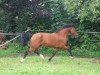 stallion Neckar (Freiberger, 1996, from Nepal II CH)