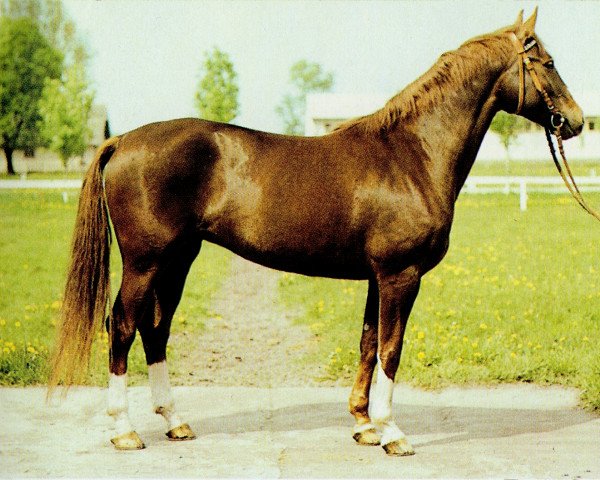 Pferd Isagunde (Edles Warmblut, 1976, von Guam 3192)