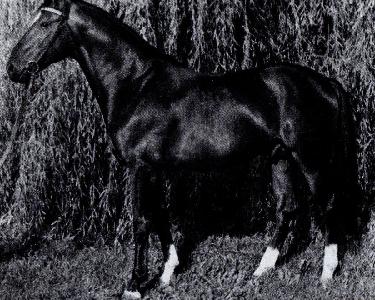 stallion Gunter (Mecklenburg, 1973, from Guam 3192)
