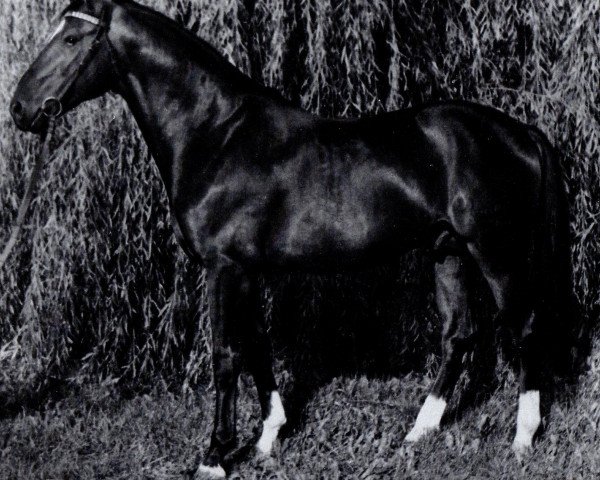 stallion Gunter (Mecklenburg, 1973, from Guam)