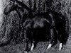 stallion Gunter (Mecklenburg, 1973, from Guam)