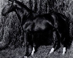 stallion Gunter (Mecklenburg, 1973, from Guam 3192)