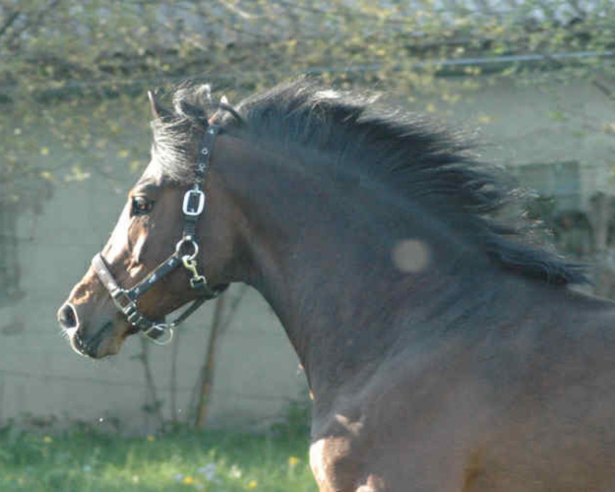 stallion Quinto (Freiberger, 1993, from Qui Sait)