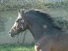 stallion Quinto (Freiberger, 1993, from Qui Sait)
