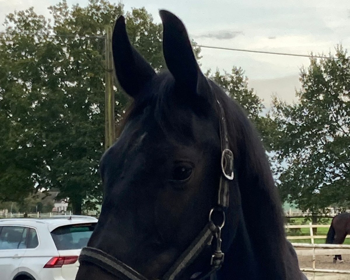 Dressurpferd Dark Diamond J (Deutsches Reitpferd, 2020, von Danciero 7)