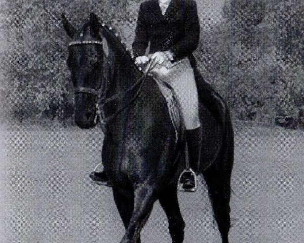 horse Blaubart (Trakehner,  , from Blaubart xx)