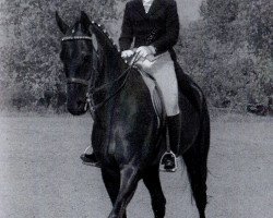 Pferd Blaubart (Trakehner,  , von Blaubart xx 3319)