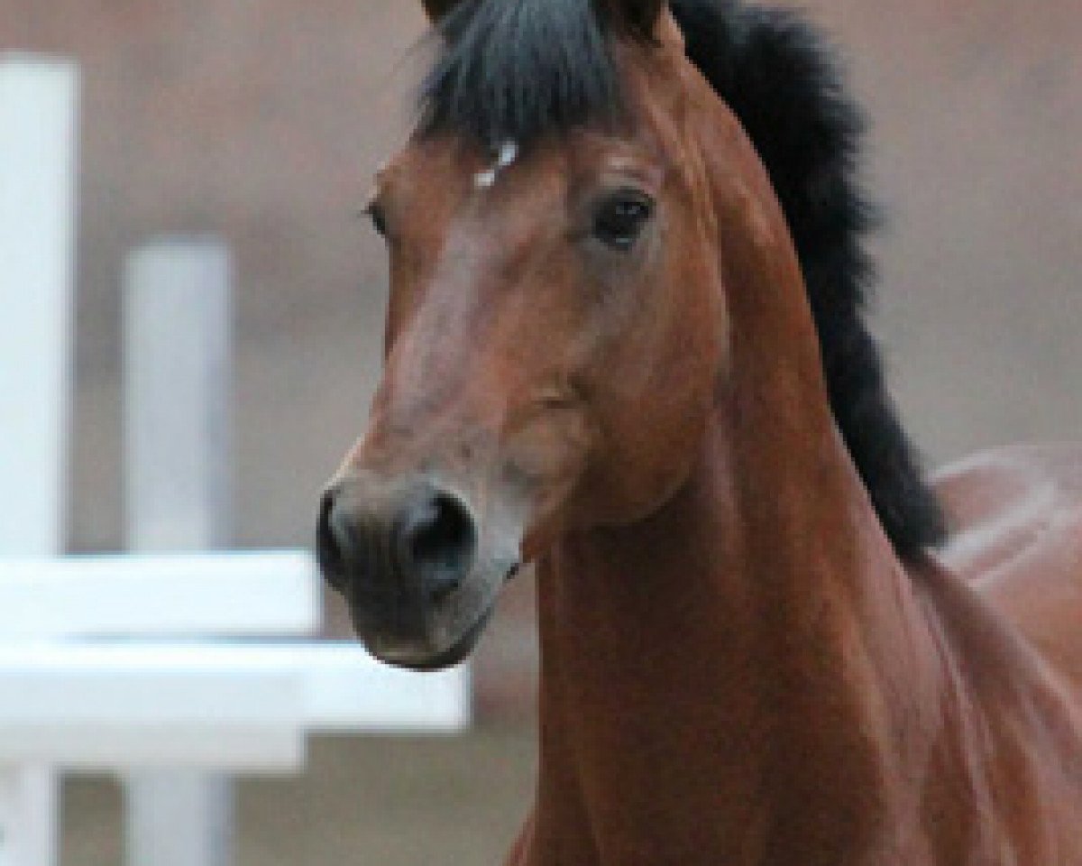 stallion Nejack (Freiberger, 1996, from Nepal II CH)