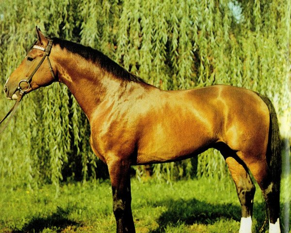 stallion Falke (Saxony-Anhaltiner, 1977, from Ferro)