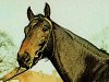 stallion Montano (Mecklenburg, 1976, from Modus xx)