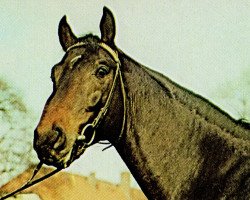 stallion Montano 2706 (Mecklenburg, 1976, from Modus xx)