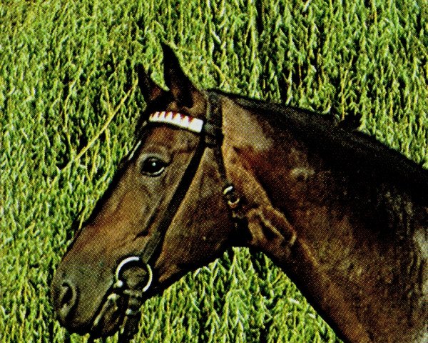 stallion Dispondeus (Mecklenburg, 1976, from Disponent)