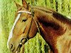 stallion Duran (Brandenburg, 1968, from Duell II)