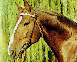 stallion Duran 1292 (Brandenburg, 1968, from Duell II 2467)