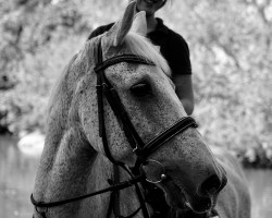 dressage horse Kalsoon (German Riding Pony, 1995, from Khamaro x)