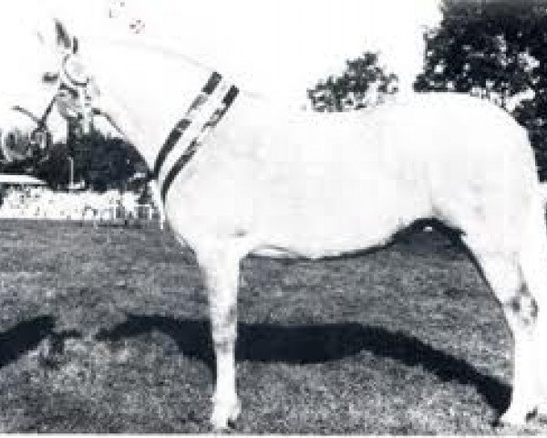 broodmare Village Laura (Connemara Pony, 1982, from Thunderbolt)