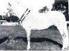 broodmare Village Laura (Connemara Pony, 1982, from Thunderbolt)