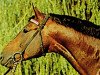stallion Adular (Noble Warmblood, 1975, from Adept)