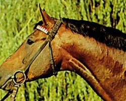 stallion Adular 2637 (Noble Warmblood, 1975, from Adept 2602)