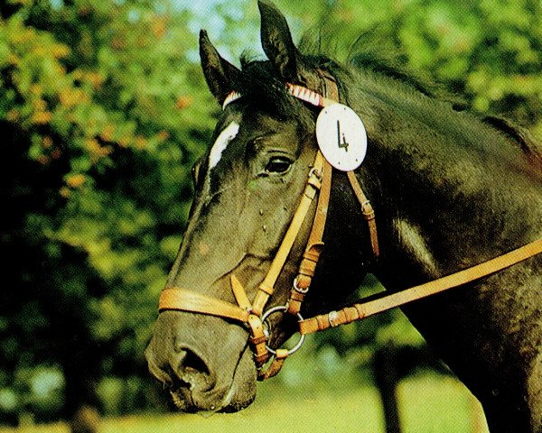 stallion Adamit II (Noble Warmblood, 1979, from Adept)