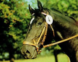 stallion Adamit II (Noble Warmblood, 1979, from Adept 2602)