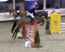 jumper Allegro U.p. (Holsteiner, 2017, from Adagio de Talma)