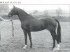 Deckhengst Dukaat (Koninklijk Warmbloed Paardenstamboek Nederland (KWPN), 1985, von Ulft)