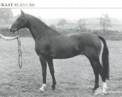 stallion Dukaat (KWPN (Royal Dutch Sporthorse), 1985, from Ulft)