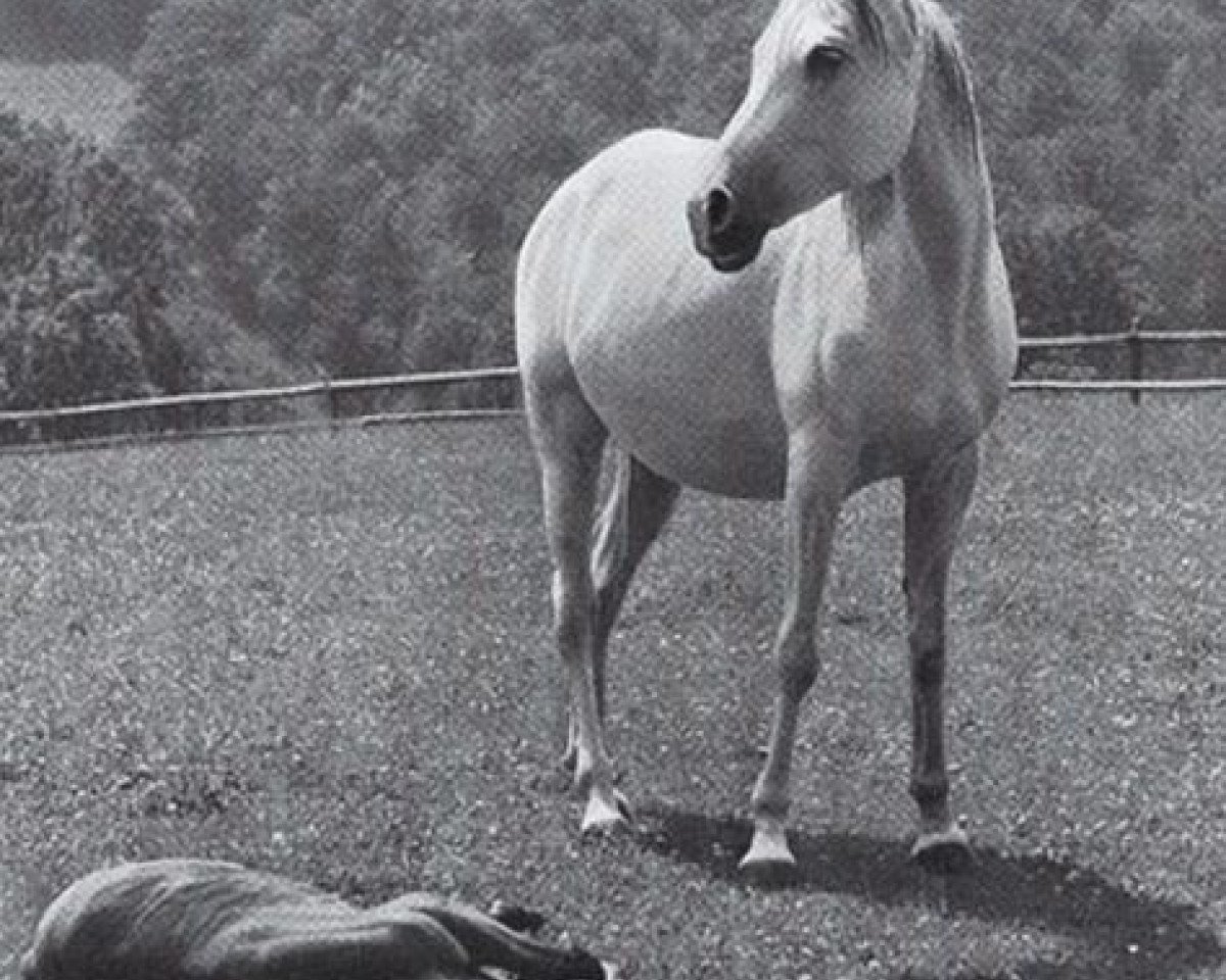 broodmare Jacaranda ox (Arabian purebred, 1933, from Jasir 1925 EAO)