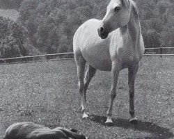 broodmare Jacaranda ox (Arabian thoroughbred, 1933, from Jasir 1925 EAO)