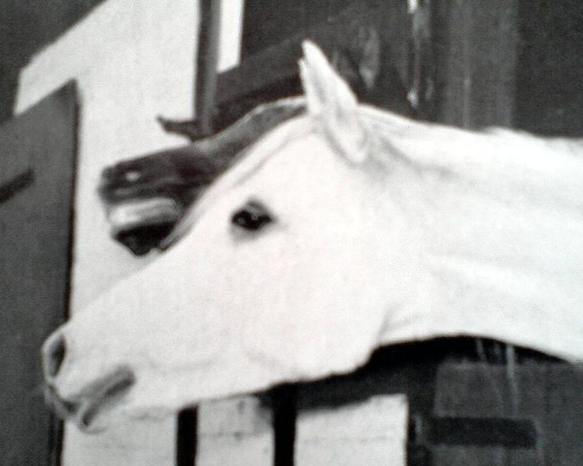 broodmare Joschi ox (Arabian purebred, 1949, from Halef 1937 ox)