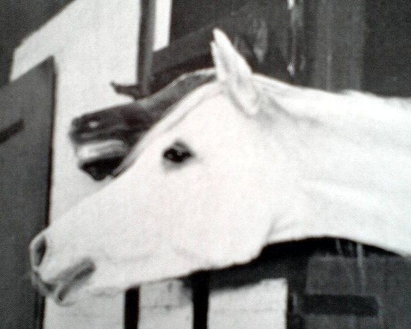 Zuchtstute Joschi ox (Vollblutaraber, 1949, von Halef 1937 ox)