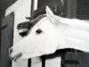 broodmare Joschi ox (Arabian thoroughbred, 1949, from Halef 1937 ox)