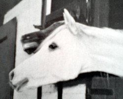 broodmare Joschi ox (Arabian thoroughbred, 1949, from Halef 1937 ox)