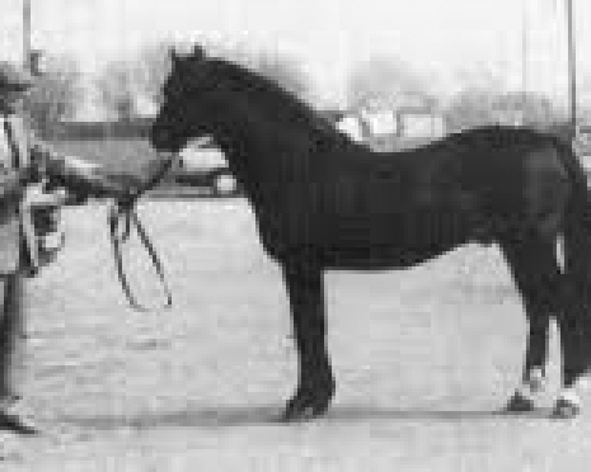 stallion Wisbridge Erinmore (Connemara Pony, 1967, from Wisbridge Golden Rebel)