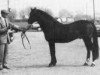 stallion Wisbridge Erinmore (Connemara Pony, 1967, from Wisbridge Golden Rebel)