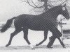 stallion Piaff (Hanoverian, 1977, from Pik Koenig)