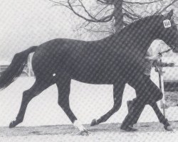 stallion Piaff (Hanoverian, 1977, from Pik Koenig)