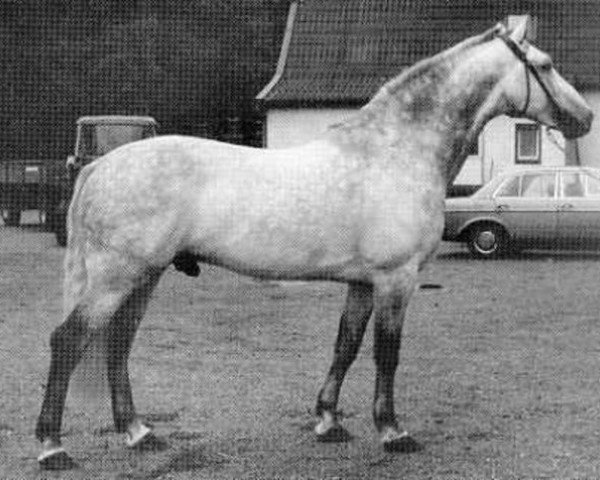 stallion Midas (Holsteiner, 1969, from Maximus)