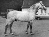 stallion Midas (Holsteiner, 1969, from Maximus)