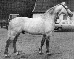 stallion Midas (Holsteiner, 1969, from Maximus)