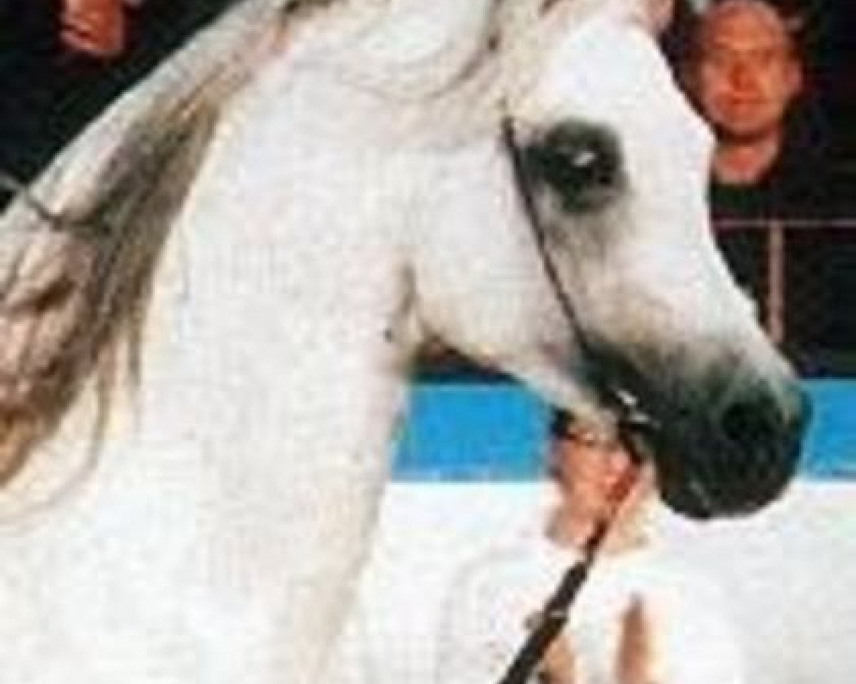 stallion Nahbay ox (Arabian purebred, 1982, from Jamil ox)
