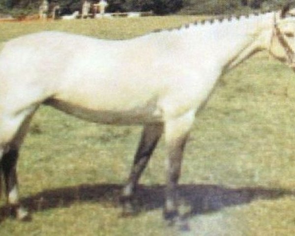 Zuchtstute Dun Sparrow (Connemara-Pony, 1960, von Carna Dun)