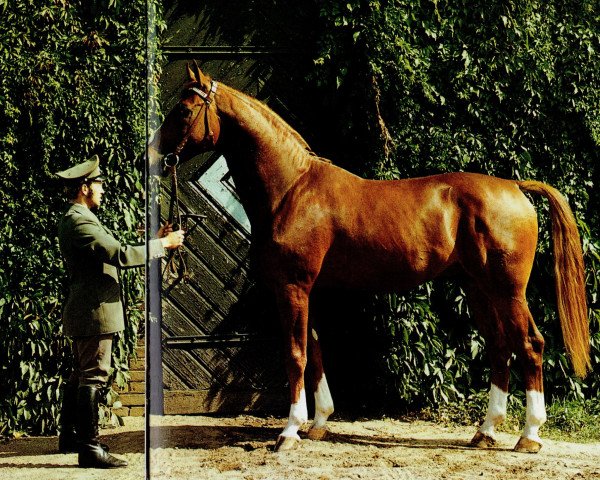 stallion Glimmer (Brandenburg, 1978, from Glanz)