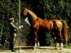 Pferd Glimmer (Brandenburger, 1978, von Glanz)