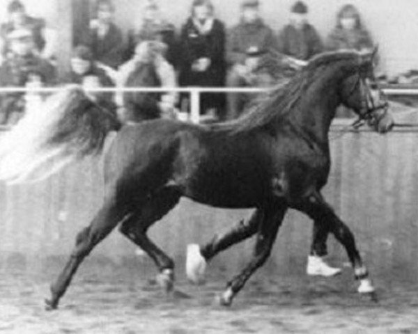 stallion Nicolo (Shagya Arabian, 1982, from Balaton ShA)