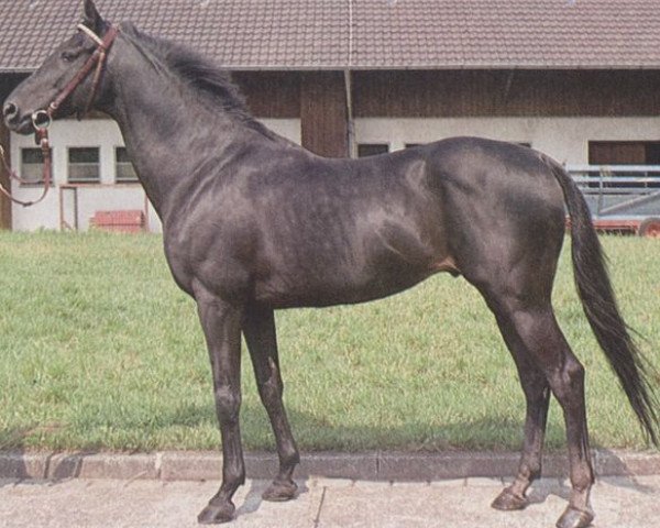 stallion Buchsbaum xx (Thoroughbred, 1962, from Naras xx)